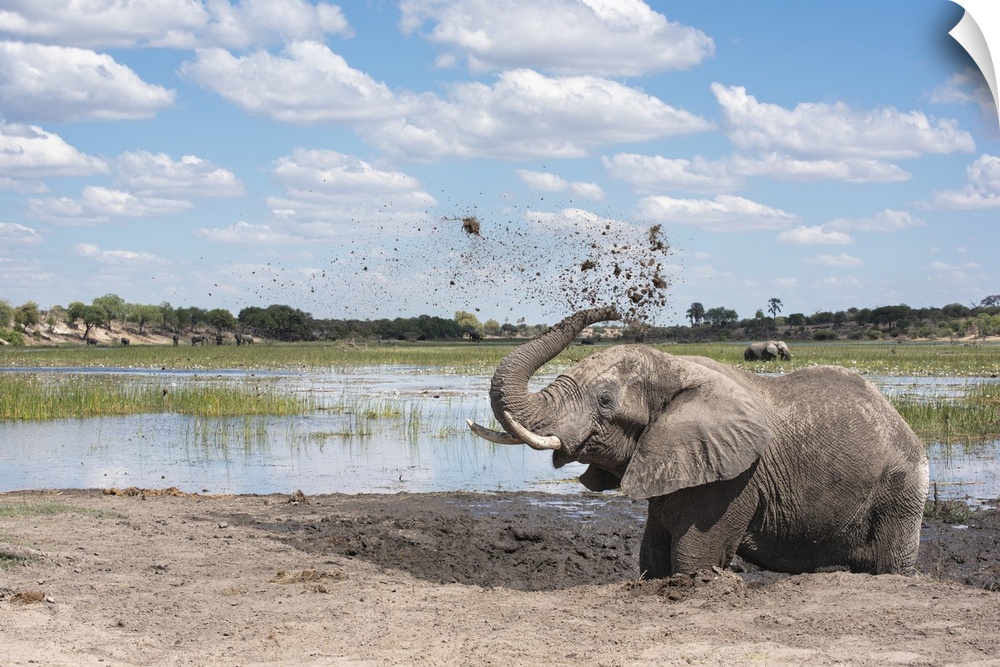 Elephant joyfully throws mud in the air next to the Boteti River in Botswana.