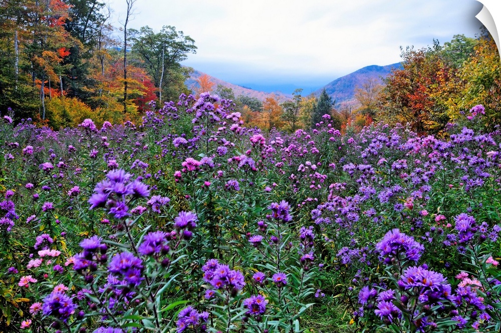 A field of elysian are shown surrounded by a forest and mountain in the distance in fall in this photograph.