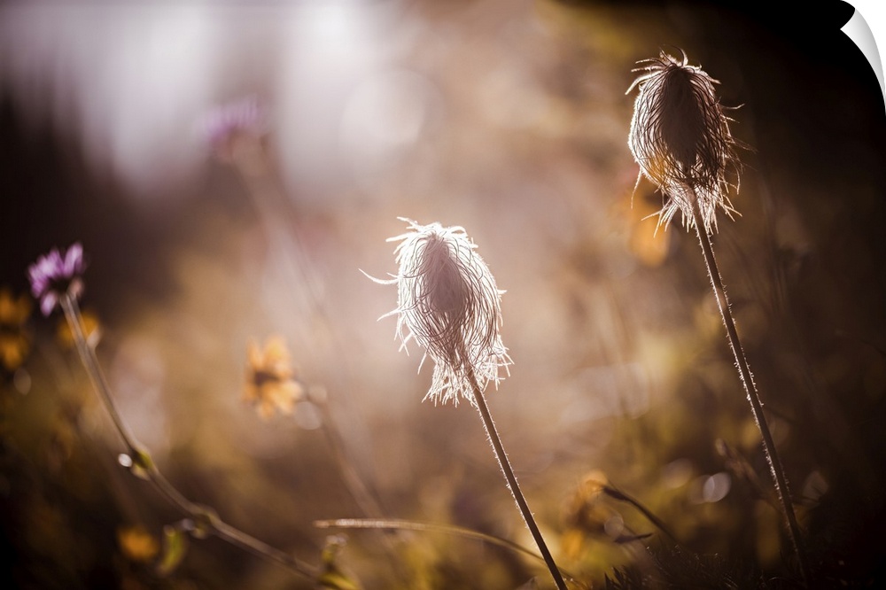 An image of two seedheads of the Pasque Flower, which grow profusely in mountain meadows in British Columbia, Canada. The ...