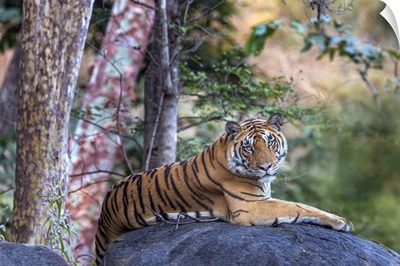 Endangered Tiger, India