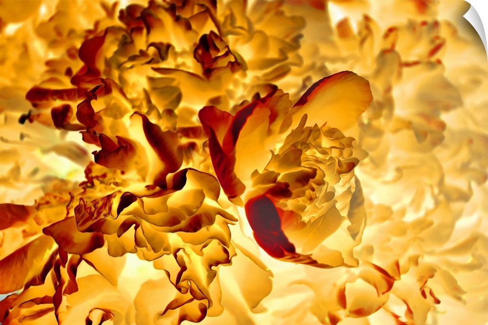 Close-up of flower in negative inversion