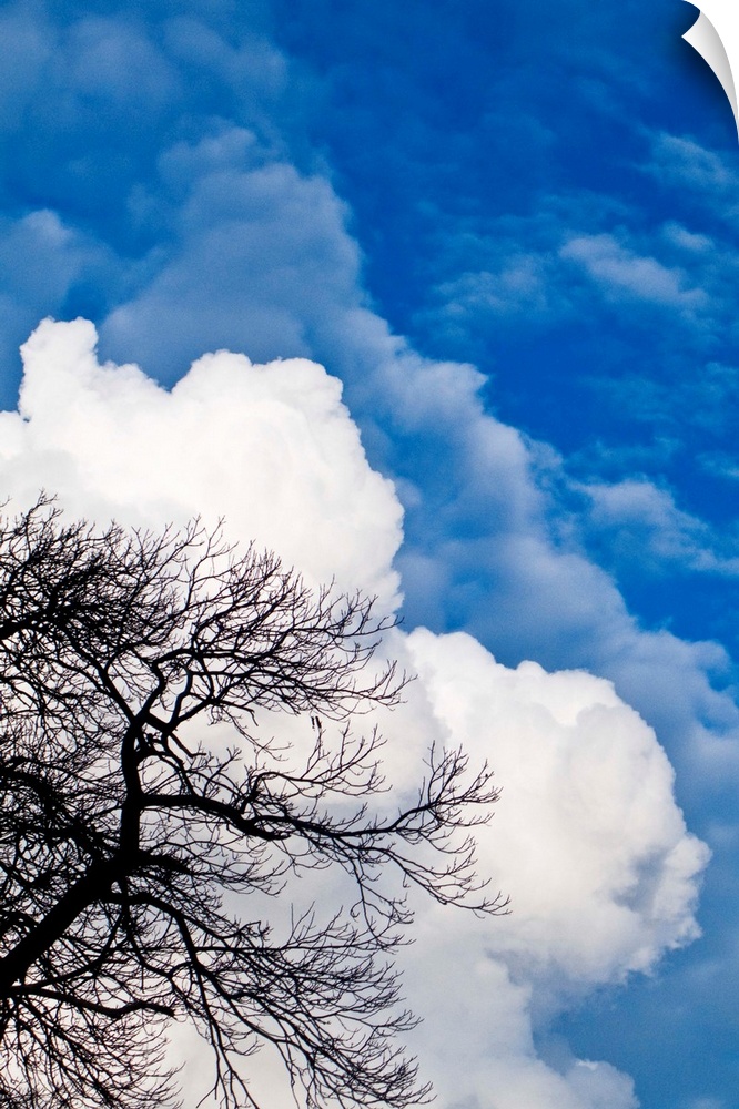 Summer blue sky with fluffy white clouds and a leafless tree.