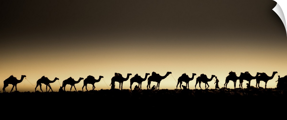 A herd of camels in a single-file line, silhouetted against the setting sun.