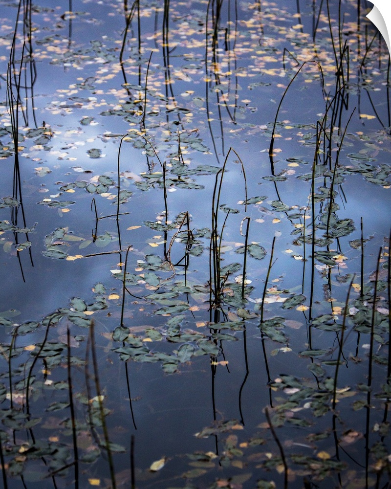 Photograph of still water covered in fallen leaves and tall water grass.