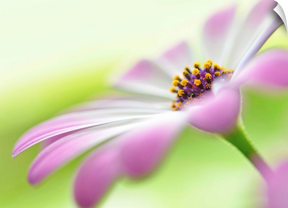 Soft focus macro image of a flower with white and pink petals, focusing in on the center of the flower.