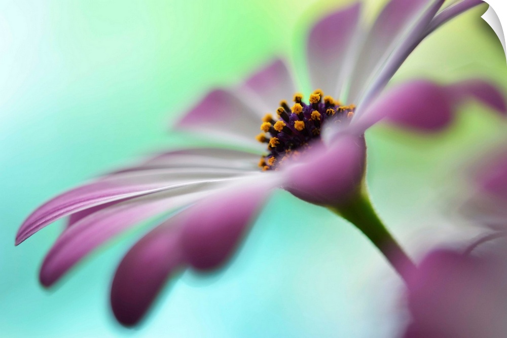 Closeup photograph of a purple flower focusing in on the center with a shallow depth of field.