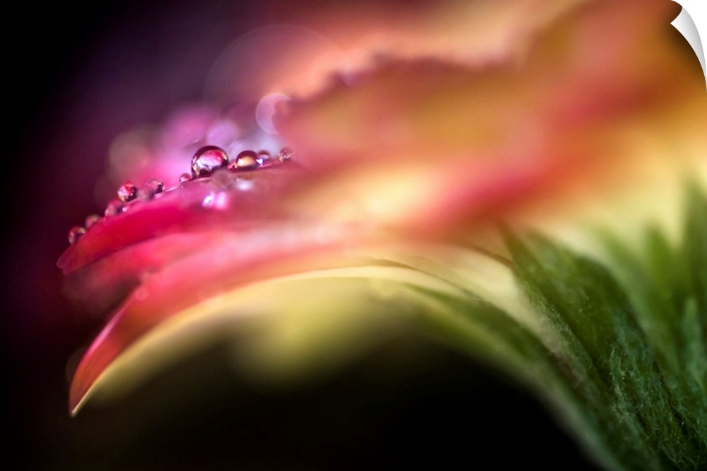 Artistic photograph of water droplets on the edge of a flower petal, with only the dewdrops in focus.