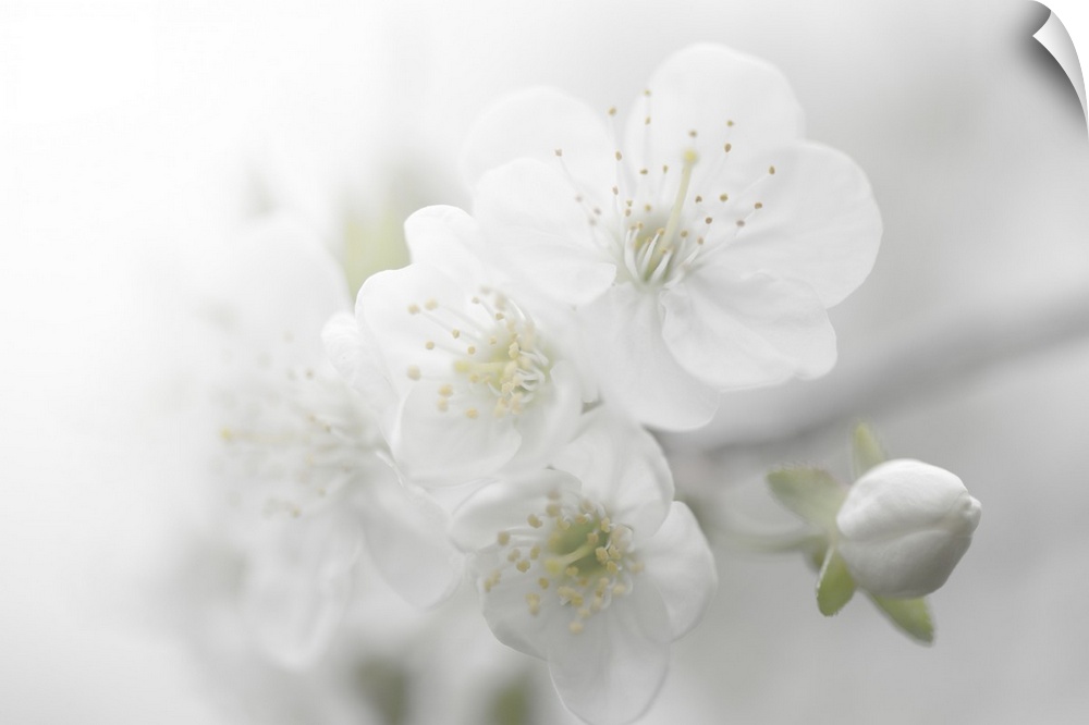 A photograph of white flowers in a soft environment.