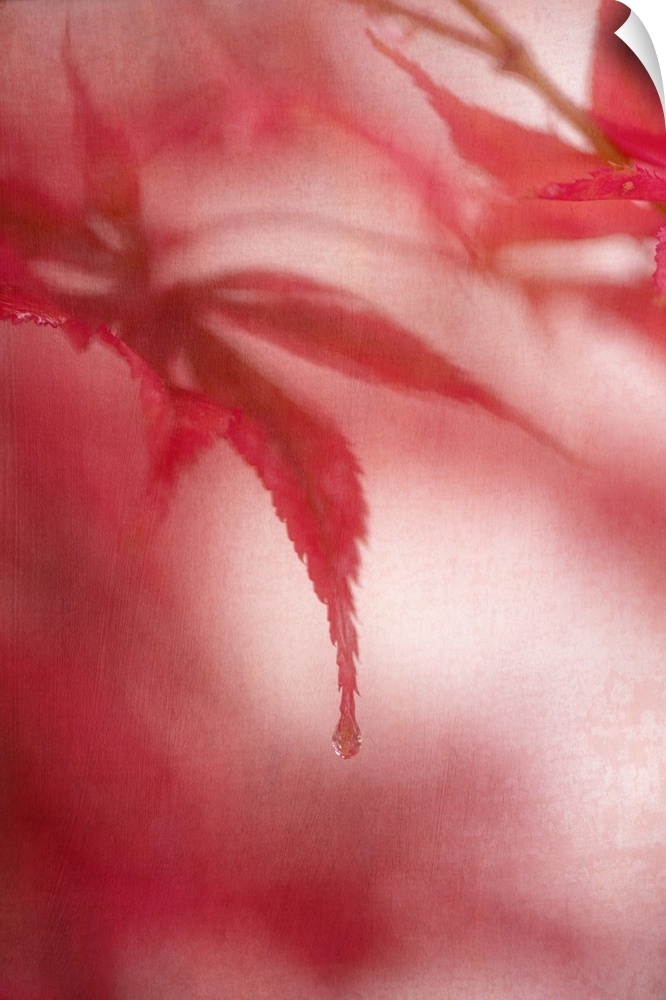 Close up of the edges of a red maple leaf.