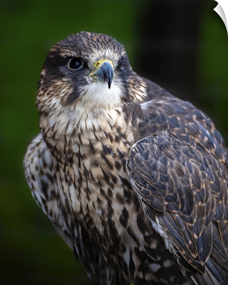 Close-in portrait of a magnificent falcon surveying the Canadian forest environment.