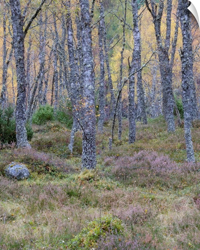 A soft dusk in an ancient Scottish woodland in the Cairngorms with lichen covered trees and mossy undergrowth.