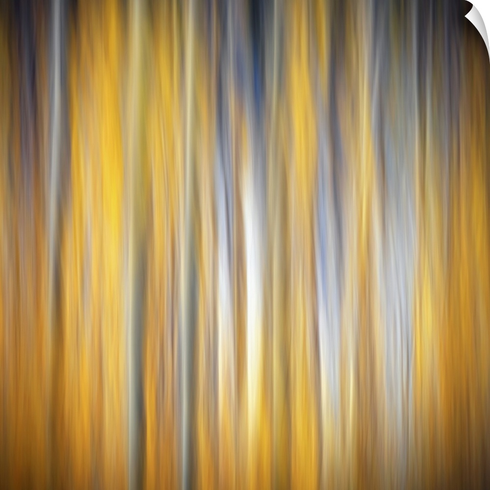 Square abstract photograph of birch trees with a golden yellow background.