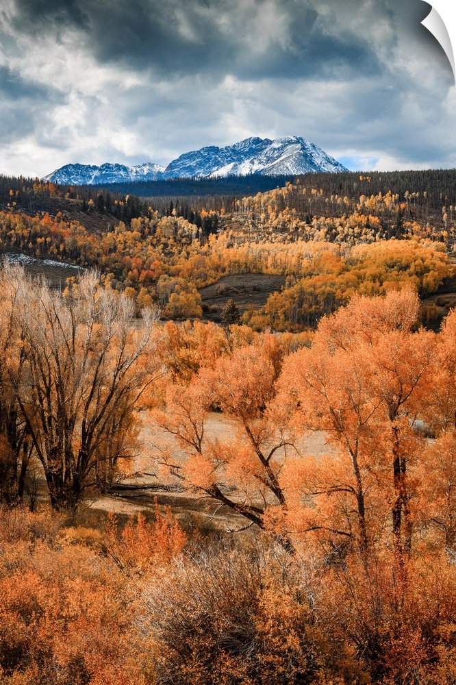 Fall colors with snow mountain in the background in White River National Forest, Colorado