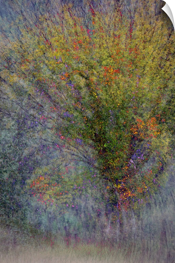 An abstract photograph of a tree in autumn foliage.