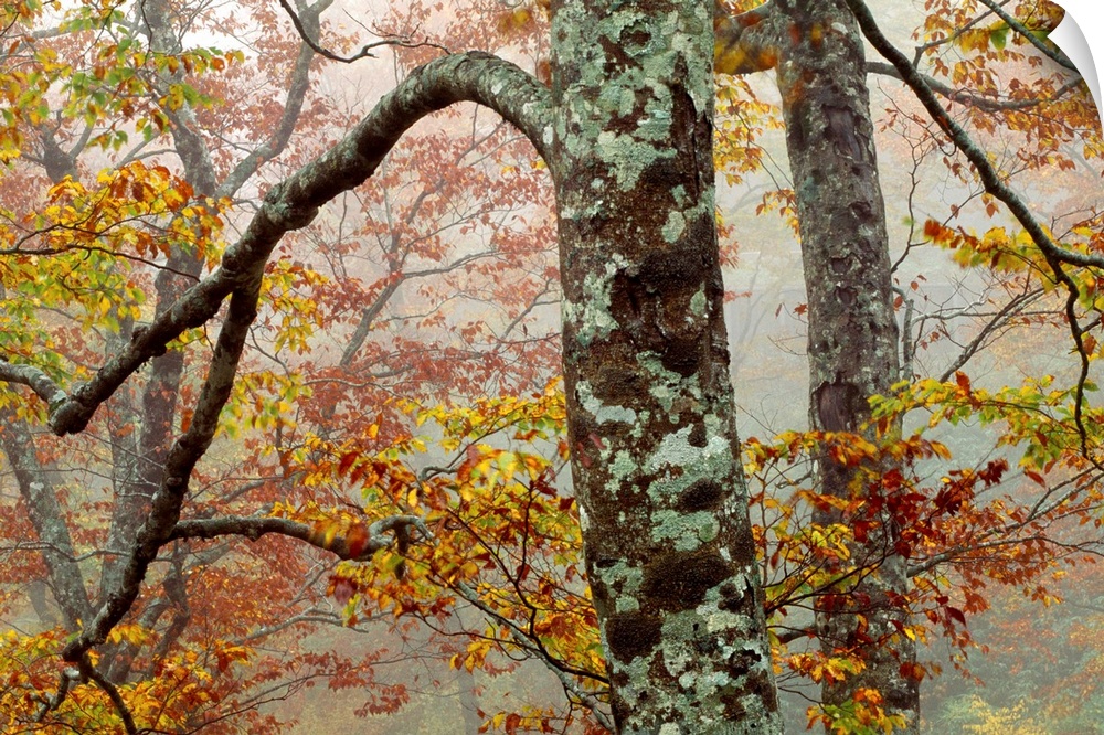 Maple trees, Yaku Shima, Japan