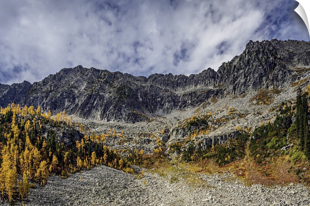 Craggy mountains, with golden larches and dark green sub-alpine fir trees in fall.