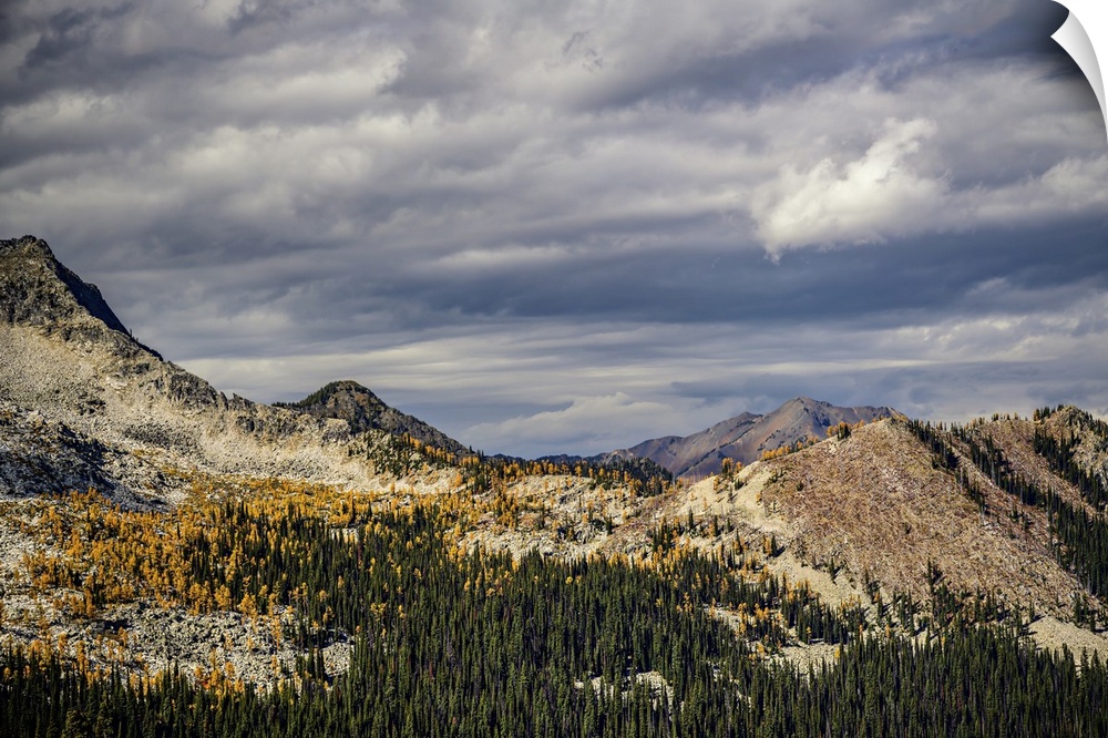 Mountains, with golden larches and dark green sub-alpine fir trees in fall.