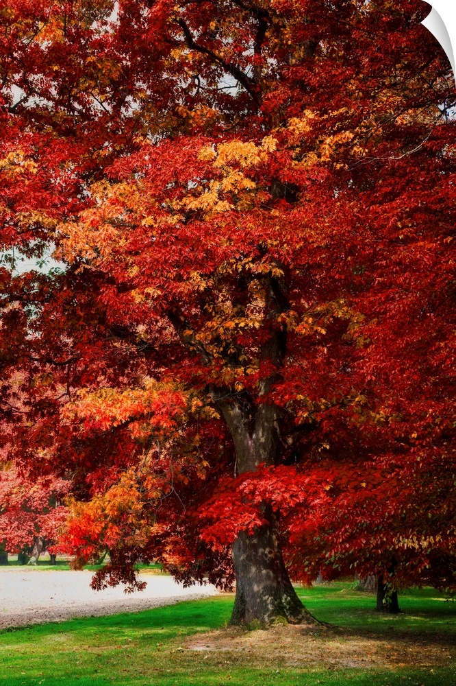 Red oak with expressionist photo or painterly effect