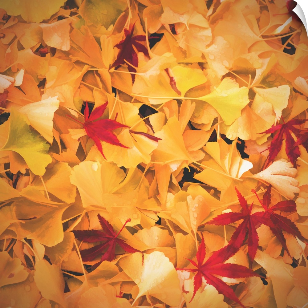 A group of red maple and yellow gingko leaves on the ground.