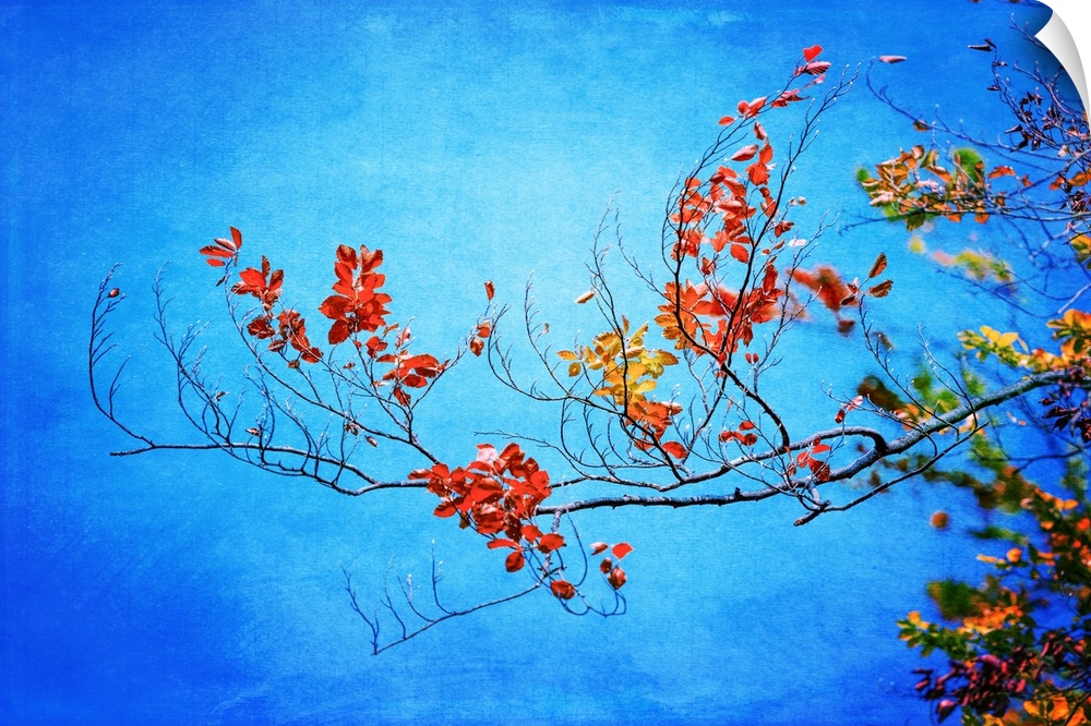 Photograph of a branch with orange, red, and yellow Autumn leaves on a blue background.