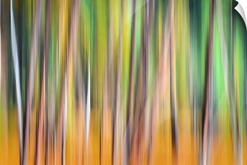 Artistic photograph of a motion blurred and multi-colored forest scene.