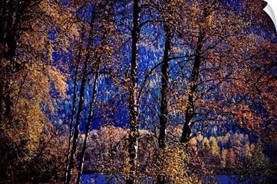 Fall Trees at Summit Lake