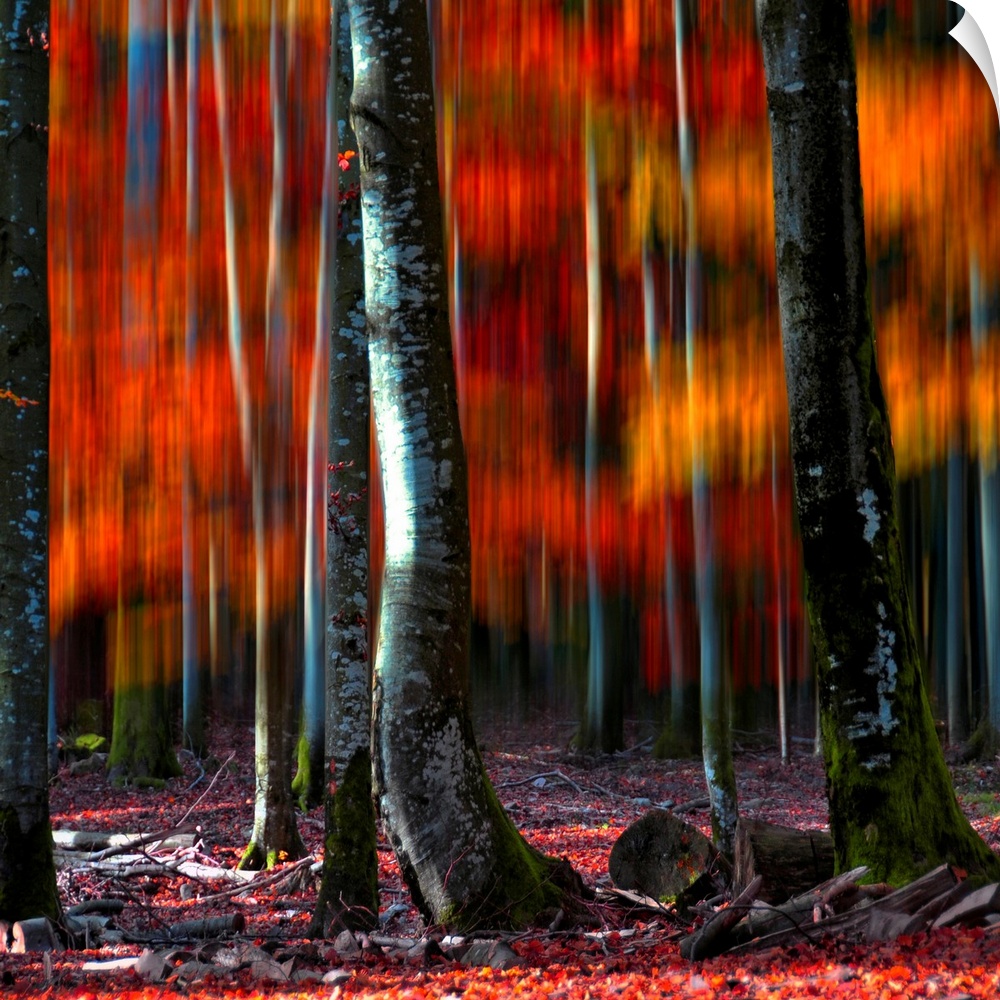 A square canvas print of tree trunks in the foreground of blurry autumn colors.