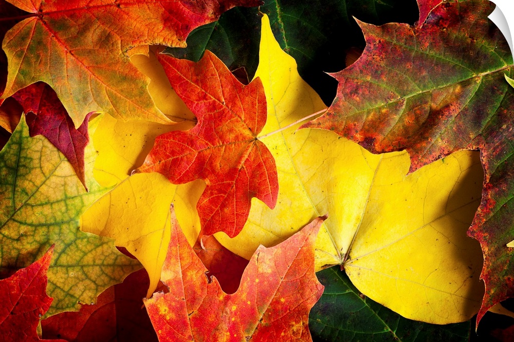 A close-up of autumn fall Maple leaves in intense orange, red, yellow and gold colours.