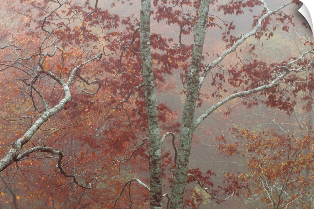 Maple trees in the mist, Yakushima, Japan.