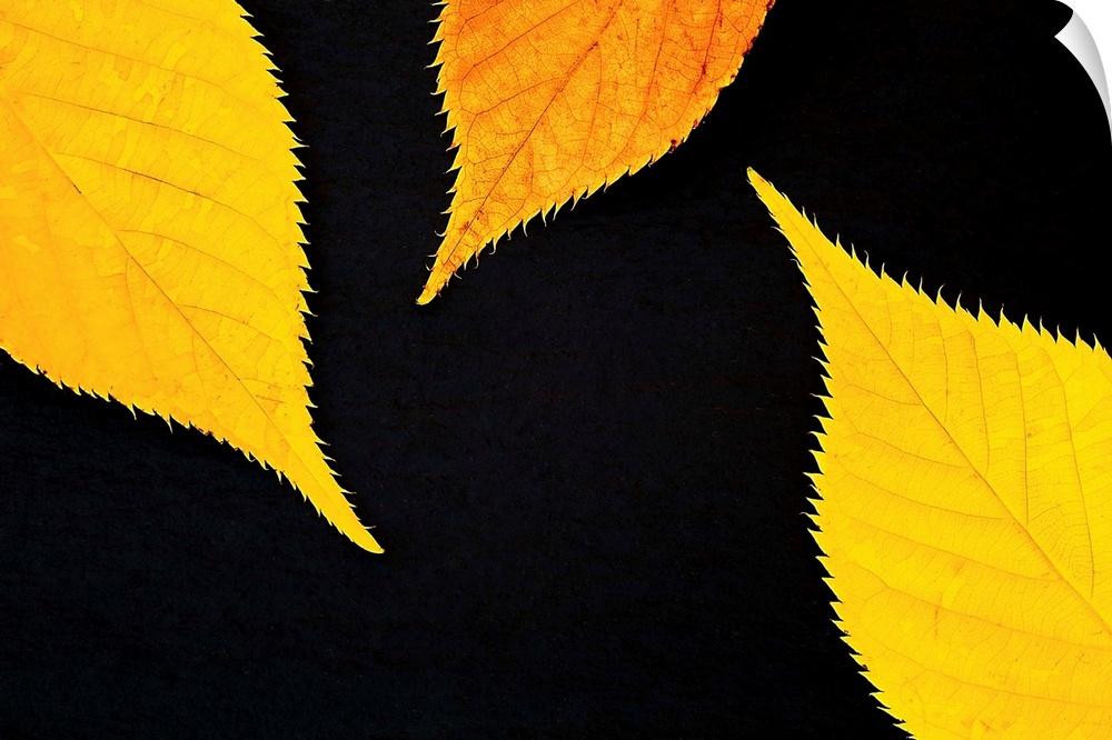 Three golden yellow leaves close-up on a black background.