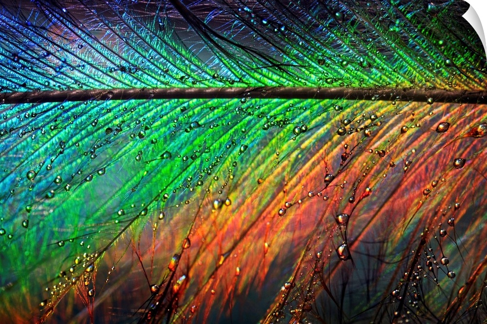 Giant photograph displays a close-up of a rainbow colored feather sprinkled with water as it glistens in the light.
