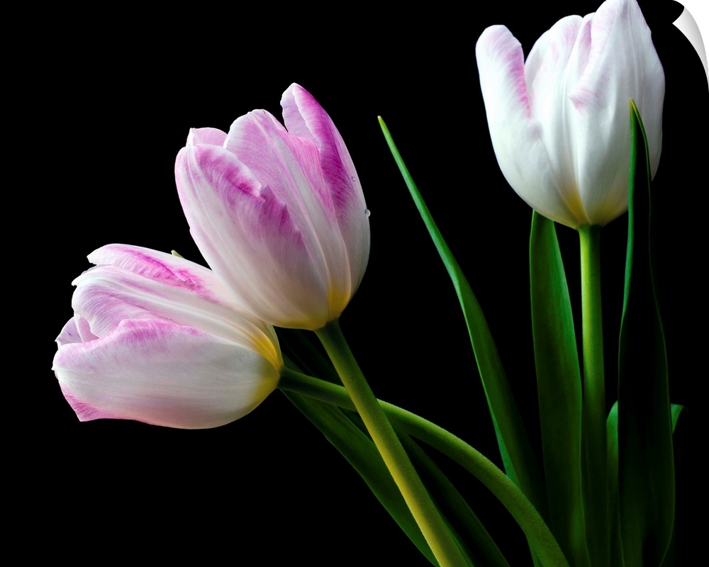 Photograph of white and pink tulips on a black background.