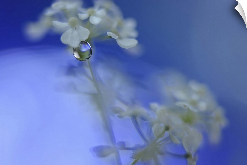 A macro photograph of white flower against a blue background.