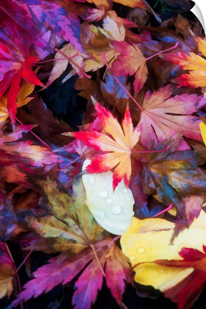 A variety of red and orange fallen maple leaves.