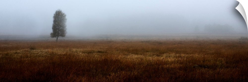 A misty panoramic Scottish moorland landscape with a lone tree.