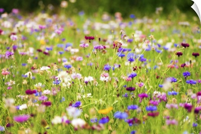 Field Of Flowers In Paintography