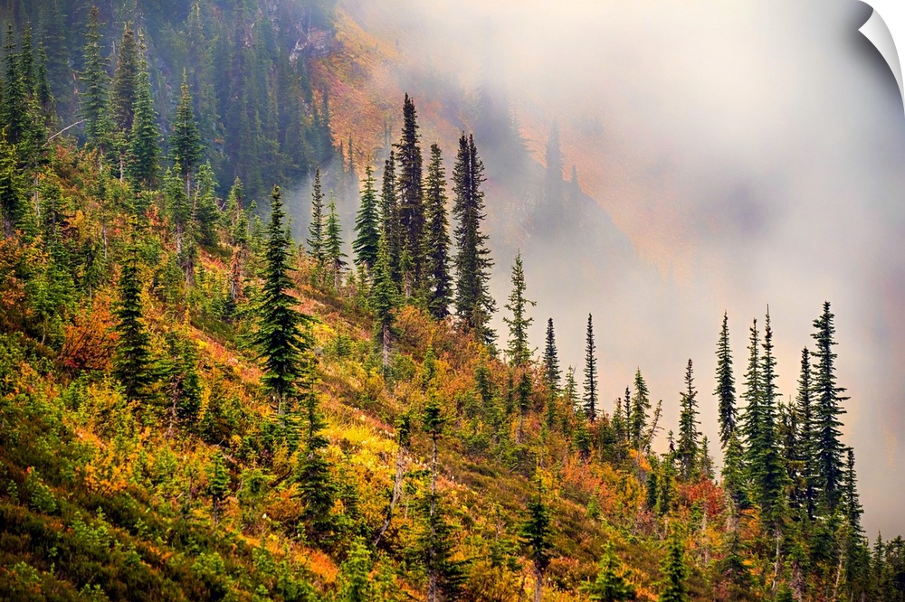 Mountainside in Fall - the sub-alpine fir are always dark green, but other trees and bushes turn a brilliant gold, making ...