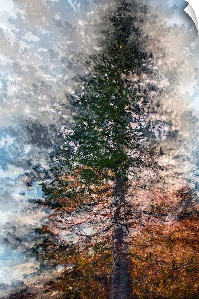 Artistic photograph of a tree in multiple exposures.