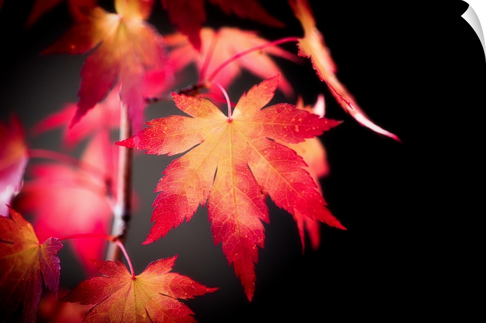 Red maple leaf on dark background