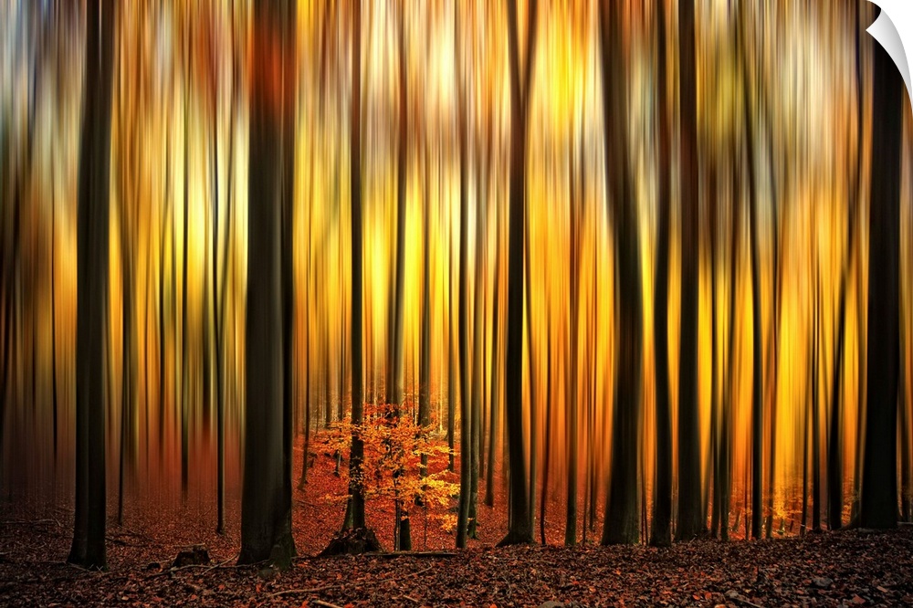 A photographic abstract of a forest in fall with dark vertical tree trunks and blurred leaves that look like flames.