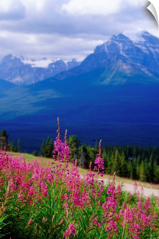 Fireweed Bloom on the Hillside; Rocky Mountains, Alberta, Canada