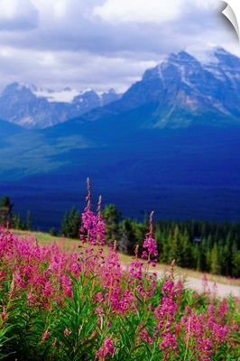 Fireweed Bloom on the Hillside; Rocky Mountains, Alberta, Canada
