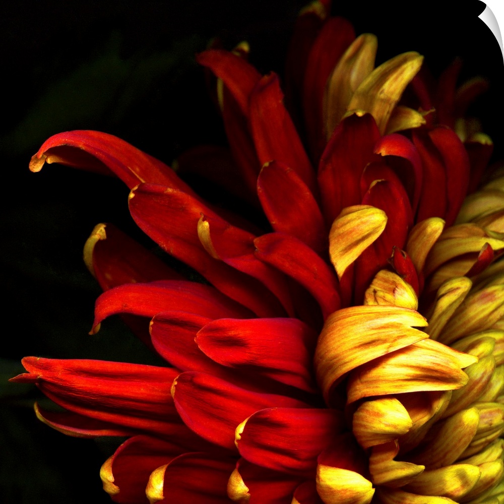 Duotoned chrysanthemum titled 'Flamenco'.