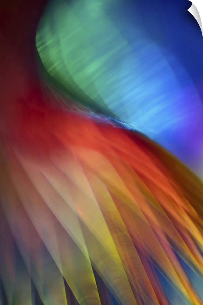 Abstract photograph of red and yellow layers resembling feathers.