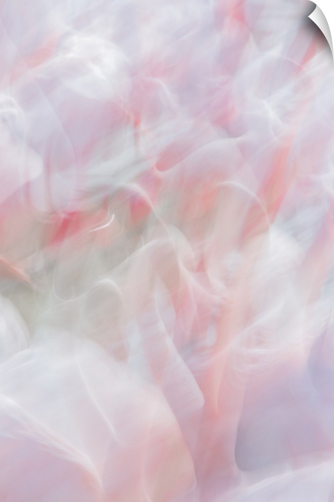 Abstract photo of a cluster of flamingos that has been edited to illustrate a motion blur effect.