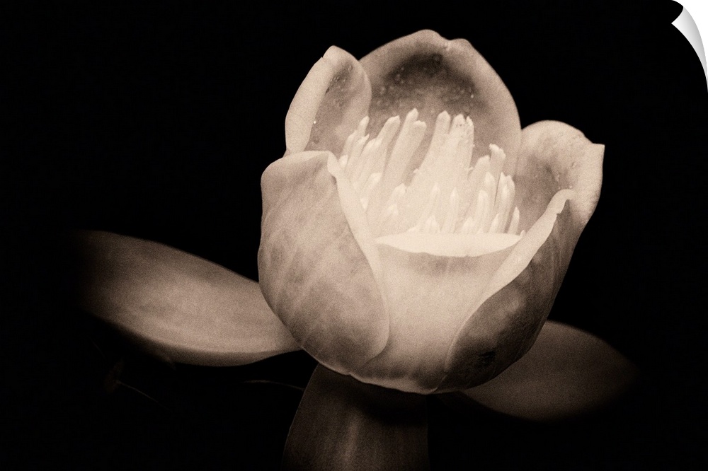 Close up macro of a Chinese tulip tree flower against black background in sepia.