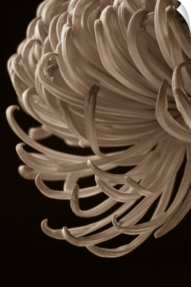 A contemporary close up of a cascading Crysthamum flower sepia toned.