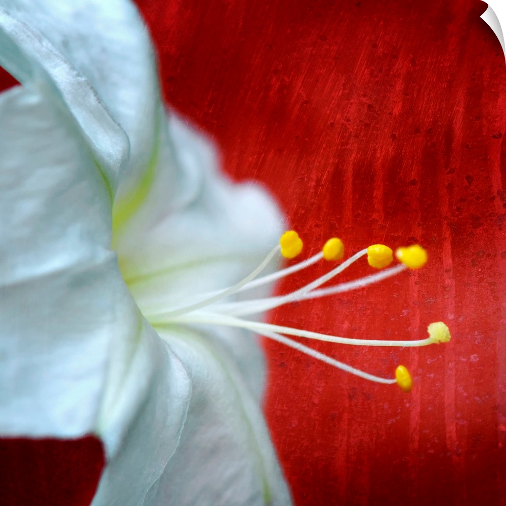 Up-close photograph of flower showing its petals and stamen against a boldly colored background.