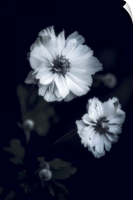 Flowers In The Dark