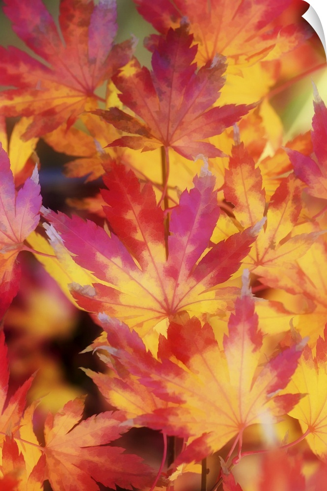 A group of orange and red maple leaves in the fall.